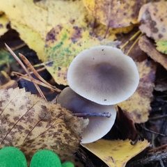 Rhodocollybia asema