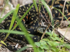 Rhabdophis tigrinus tigrinus