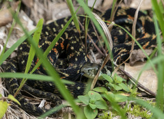 Rhabdophis tigrinus tigrinus