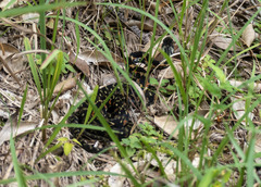 Rhabdophis tigrinus tigrinus