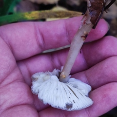 Rhodocollybia asema