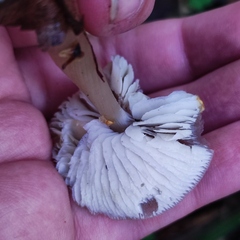 Rhodocollybia asema
