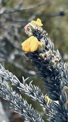 Aspalathus nickhelmei