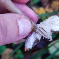 Rhodocollybia asema