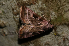 Eucarta virgo