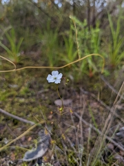 Drosera peltata