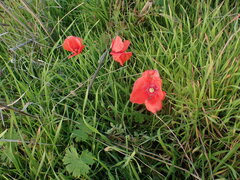 Papaver rhoeas