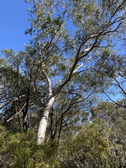 Eucalyptus megacarpa