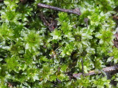 Rosulabryum