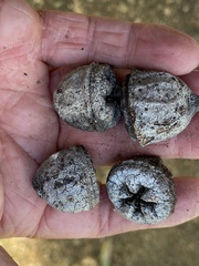 Eucalyptus megacarpa