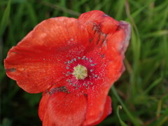 Papaver rhoeas