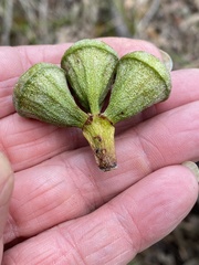 Eucalyptus megacarpa
