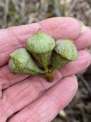 Eucalyptus megacarpa