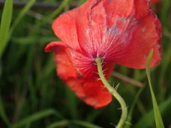 Papaver rhoeas