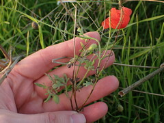 Papaver rhoeas
