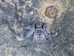 Isopeda leishmanni