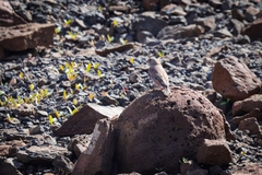 Bucanetes githagineus