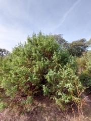 Juniperus