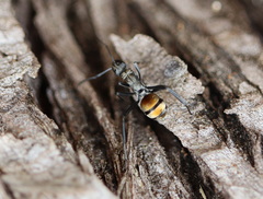 Polyrhachis ammon
