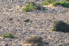 Pterocles orientalis