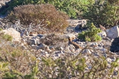 Pterocles orientalis