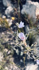 Lobostemon fruticosus