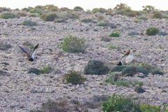 Pterocles orientalis