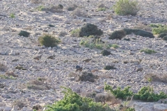 Pterocles orientalis