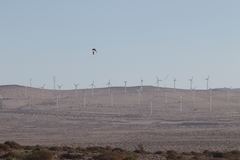 Pterocles orientalis