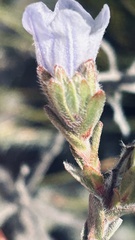 Lobostemon fruticosus