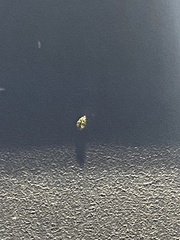 Diabrotica undecimpunctata