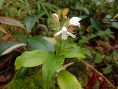 Herpysma longicaulis