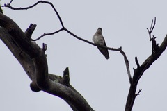 Chrysococcyx basalis