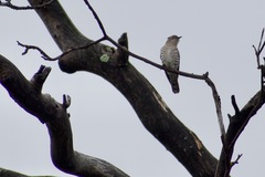 Chrysococcyx basalis