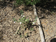 Evolvulus nuttallianus