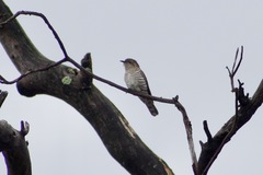 Chrysococcyx basalis