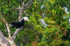 Anthracoceros malayanus