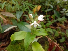 Herpysma longicaulis