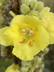 Verbascum densiflorum