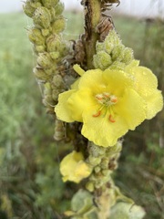Verbascum densiflorum