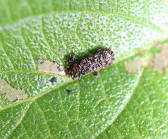 Octotoma scabripennis