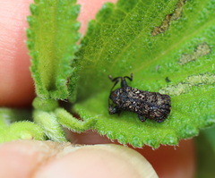 Octotoma scabripennis