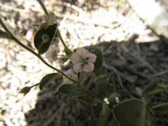 Evolvulus nuttallianus