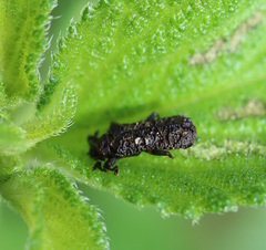 Octotoma scabripennis