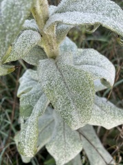 Verbascum densiflorum