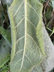 Verbascum densiflorum