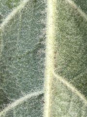 Verbascum densiflorum