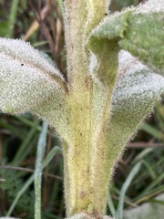 Verbascum densiflorum