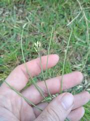 Sisymbrium orientale