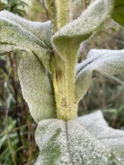 Verbascum densiflorum
